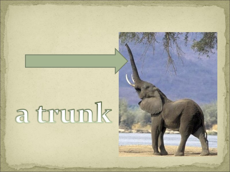 a trunk